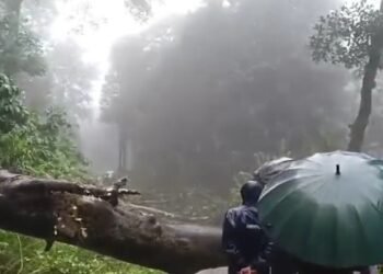 ರಸ್ತೆಗೆ ಅಡ್ಡಲಾಗಿ ಬಿದ್ದ ಬೃಹತ್‌ ಮರ