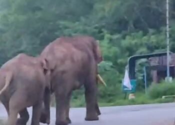 ಆನೆಗಳ ಉಪಟಳ.. ಆತಂಕದಲ್ಲಿ ಗ್ರಾಮಸ್ಥರು