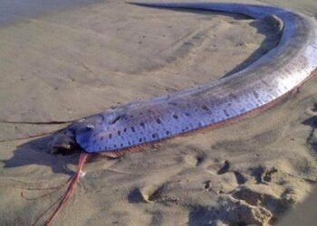 ತಾಸ್ಮಾನಿಯಾದಲ್ಲಿ ಅಪರೂಪದ ‘ಡೂಮ್ಸ್‌ಡೇ’ ಓರ್‌ಫಿಶ್ ಪ್ರತ್ಯಕ್ಷ: ಇದು ಮುಂದಾಗಬಹುದಾದ ವಿಪತ್ತಿನ ಸೂಚಕವೇ?