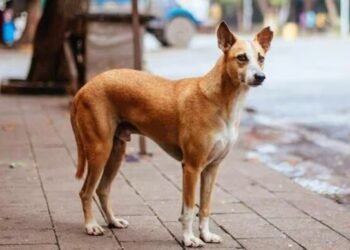 ನವಜಾತ ಶಿಶುವನ್ನು ತಿಂದು ತೇಗಿದ ಬೀದಿನಾಯಿಗಳು: ಇಂದೋರ್ ಆಸ್ಪತ್ರೆಯಲ್ಲಿ ಭೀಕರ ಘಟನೆ