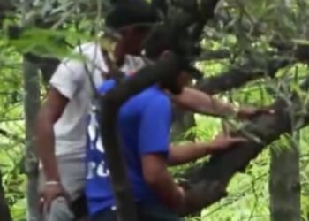 ಗಿಡ-ಮರ ಹಾಳು; ವಾಕರ್ಸ್‌ ದೂರು!