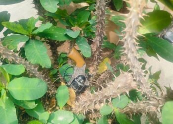 ಸಚಿವ ಸಂತೋಷ್ ಲಾಡ್ ಕಚೇರಿ ಎದುರು ಗನ್ ಪತ್ತೆ