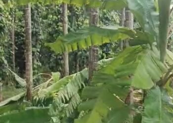 ತೋಟಕ್ಕೆ ನುಗ್ಗಿ ಸಂಪೂರ್ಣ ಹಾನಿ ಮಾಡಿದ ಆನೆ