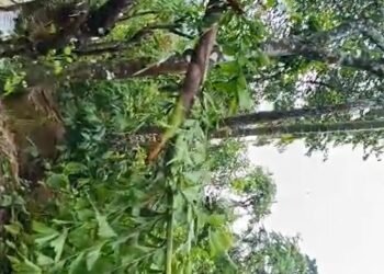 ಕಾಡಂಚಿನ ಗ್ರಾಮಗಳಲ್ಲಿ ಕಾಡಾನೆ ಉಪಟಳ