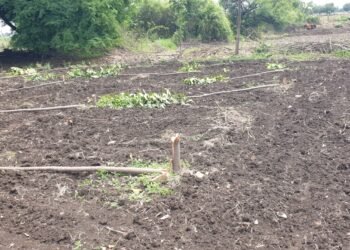 ಗಿಡಗಳ ಕಡಿದ ಕಿಡಿಗೇಡಿಗಳು