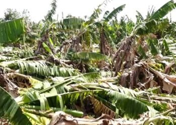 ಬೆಳೆ ನಾಶ.. ಅನ್ನದಾತರು ಕಂಗಾಲು