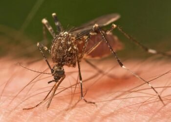 ಎಚ್ಚರ! ಎಂಟ್ರಿ ಕೊಟ್ಟಿದೆ ಡೆಂಗ್ಯೂ, ಚಿಕನ್ ಗುನ್ಯಾ!