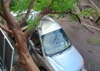 ಧರೆಗುರುಳಿದ ಬೃಹತ್‌ ಮರ