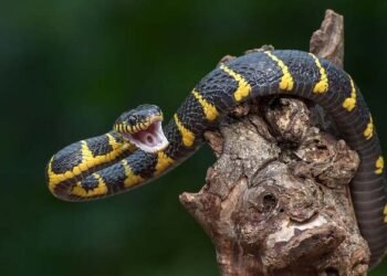 ಹಾವು ಕಡಿತಕ್ಕೊಳಗಾದ ಪ್ರೇಯಸಿಯನ್ನು ಕಾಡಲ್ಲಿ ಎಸೆದು ಬಂದ ಪಾಪಿ ಪ್ರಿಯತಮ?