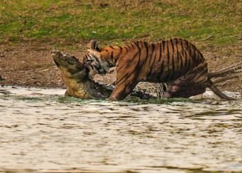 Ranthambore’s Tigress Arrowhead Dies After Daughter’s Relocation