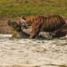 Ranthambore’s Tigress Arrowhead Dies After Daughter’s Relocation