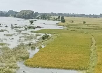 ಭತ್ತದ ಗದ್ದೆಗಳು ನೀರಿನಲ್ಲಿ ಮುಳುಗಡೆ