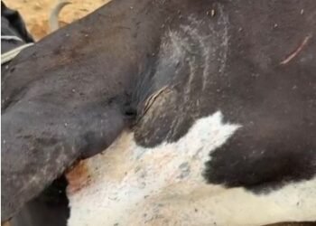 ಹಸುವಿನ ಕೆಚ್ಚಲು ಕೊಯ್ದ ಕಿರಾತಕರು