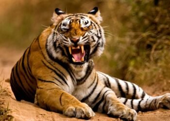 ಹುಲಿ ಘರ್ಜನೆಗೆ ಬೆಚ್ಚಿ ಬಿದ್ದ ಜನ