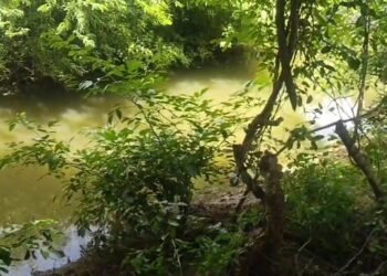 ಸಿಂಹ ಕೆರೆಗೆ ಬಿದ್ದು ವ್ಯಕ್ತಿ ಸಾವು