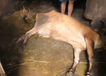 10 ದಿನಗಳ ಅಂತರದಲ್ಲಿ 7 ದನಗಳು ಸಾವು: ವಿಷ ನೀಡಿರುವ ಆರೋಪ