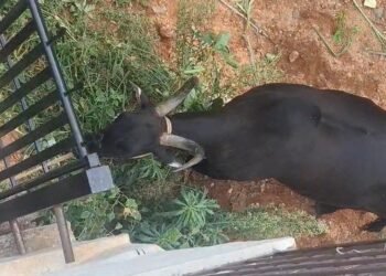 ನಾಯಿ ಕಡಿತಕ್ಕೆ ಬಸವನಿಗೆ ಹುಚ್ಚು