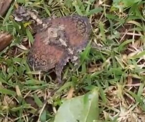 ಮಲೆನಾಡು ಪ್ರದೇಶದಲ್ಲಿ ಅಪರೂಪದ ಹಾರುವ ಓತಿ