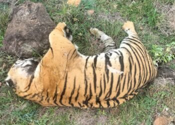 ಹುಲಿಗಳ ಸಾವು: ಈಶ್ವರ ಖಂಡ್ರೆ ಖಡಕ್ ವಾರ್ನಿಂಗ್