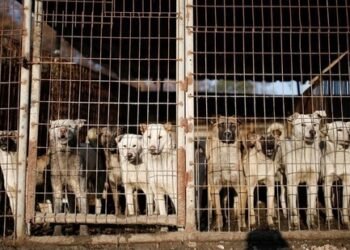 ದಕ್ಷಿಣ ಕೊರಿಯಾದಲ್ಲಿ ನಾಯಿ ಮಾಂಸ ವ್ಯಾಪಾರಕ್ಕೆ ನಿಷೇಧ! ಪ್ರಾಣಿಗಳು ಮತ್ತು ರೈತರಿಗೆ ಸಂಕೀರ್ಣ ಪರಿವರ್ತನೆ