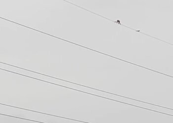 ಹಕ್ಕಿಯಾದ ಕೋತಿ