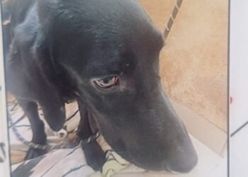 ನಾಯಿ ಹತ್ಯೆ ಮಾಡಿ ಬಚ್ಚಿಟ್ಟ ಮಹಿಳೆ