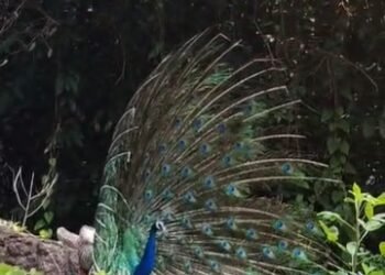 ಹೆಣ್ಣು ನವಿಲು ಒಲಿಸಿಕೊಳ್ಳುವುದಕ್ಕಾಗಿ ಗಂಡಿನ ನೃತ್ಯ