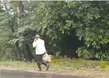 ಪಲ್ಟಿಯಾದ ಲಾರಿ: ಸಿಕ್ಕ ಸಿಕ್ಕ ಕೋಳಿ ದೋಚಿ ಪರಾರಿಯಾದ ಜನ