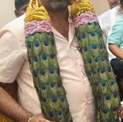 ನವಿಲಿನ ಗರಿಯ ಹಾರ ತಂದ ಆಪತ್ತು !