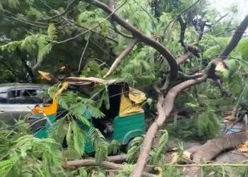 ರನ್ನಿಂಗ್‌ನಲ್ಲಿದ್ದ ಆಟೋ ಮೇಲೆ ಬಿದ್ದ ಮರ | ಚಾಲಕ ಗಂಭೀರ