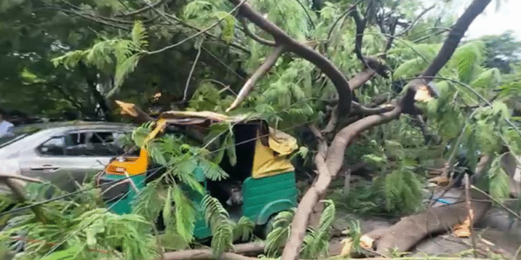 ರನ್ನಿಂಗ್ನಲ್ಲಿದ್ದ ಆಟೋ ಮೇಲೆ ಬಿದ್ದ ಮರ | ಚಾಲಕ ಗಂಭೀರ