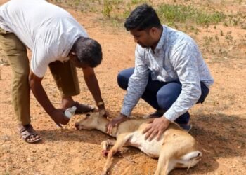 ನಾಯಿಗಳ ದಾಳಿಯಿಂದಾಗಿ ಗಂಭೀರವಾಗಿ ಗಾಯಗೊಂಡ ಜಿಂಕೆ