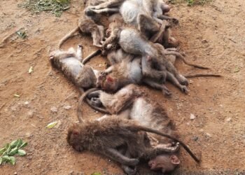 20ಕ್ಕೂ ಅಧಿಕ ಕೋತಿಗಳ ಸಾವು