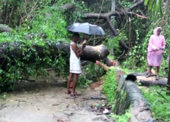 ಅರೆಹೊಳೆಯಲ್ಲಿ ಧರೆಗುರುಳಿದ ಮರ