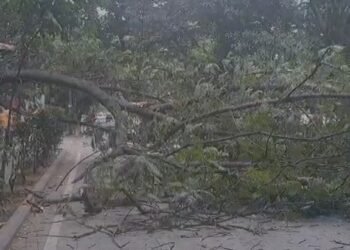 ಏಕಾಏಕಿ ರಸ್ತೆಗೆ ಉರುಳಿ ಬಿದ್ದ ಮರ
