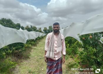 500 ಗಿಡಗಳಲ್ಲಿನ ದಾಳಿಂಬೆ ದೋಚಿ ಪರಾರಿ
