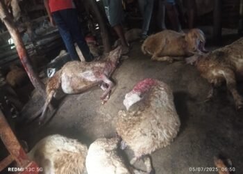 ಚಿರತೆ ದಾಳಿ: 10ಕ್ಕೂ ಅಧಿಕ ಕುರಿಗಳು ಸಾವು