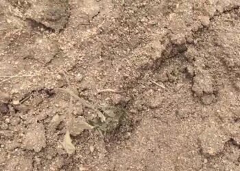 ಕ್ರಿಮಿನಾಶಕ ಸಿಂಪಡಿಸಲು ಸಿದ್ಧಪಡಿಸಿದ್ದ ನೀರಿಗೆ ಕಳೆನಾಶಕ ಬೆರೆಸಿ ಕುಕೃತ್ಯ