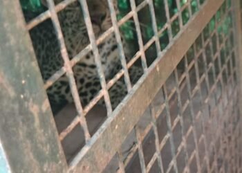 ಗ್ರಾಮಸ್ಥರ ನಿದ್ದೆಗೆಡಿಸಿದ್ದ ಚಿರತೆ ಕೊನೆಗೂ ಸೆರೆಗೆ