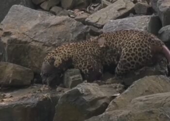 ಚಿರತೆ ಶವ ಪತ್ತೆ : ವಿಷ ಪ್ರಾಶನ ಶಂಕೆ