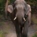 ಕಾಡಾನೆ ದಾಳಿಗೆ ವ್ಯಕ್ತಿ ಬಲಿ