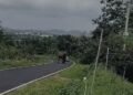 ಹೆಚ್ಚಾದ ಕಾಡಾನೆ ಹಾವಳಿ, ನಡುರಸ್ತೆಗೆ ಬಂದ ಗಜರಾಜ !