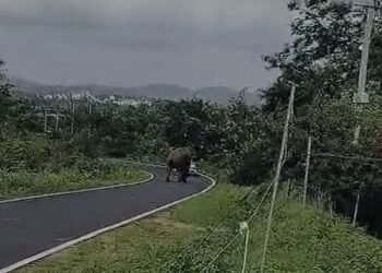ಹೆಚ್ಚಾದ ಕಾಡಾನೆ ಹಾವಳಿ, ನಡುರಸ್ತೆಗೆ ಬಂದ ಗಜರಾಜ !