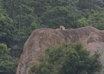 ಒಂದೇ ದಿನ ಪ್ರತ್ಯಕ್ಷವಾದ ಕರಡಿ, ಚಿರತೆ | ಜನರಲ್ಲಿ ಮನೆಮಾಡಿದ ಆತಂಕ
