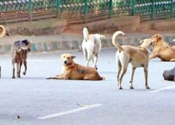 ಬೀದಿ ನಾಯಿಗಳ ದಾಳಿಗೆ ವೃದ್ಧ ಸಾವು !
