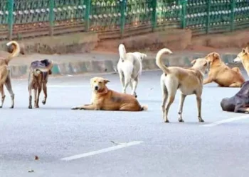 ನಾಯಿ ದಾಳಿಗೆ ಬೆಚ್ಚಿ ಬಿದ್ದ ಸಾಂಸ್ಕೃತಿಕ ನಗರ