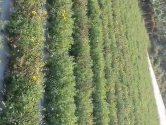 ಸೇವಂತಿಗೆ ಗಿಡಗಳಿಗೆ ಕಿಡಿಗೇಡಿಗಳಿಂದ ವಿಷ : ರೈತ ಕಂಗಾಲು