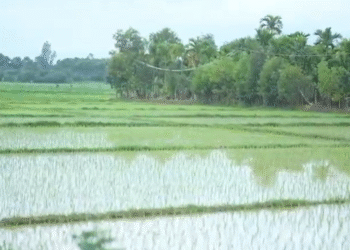 ಗರಿ ಗೆದರಿದ ಕೃಷಿ ಚಟುವಟಿಕೆ : ಚುರುಕು ಪಡೆದ ಭತ್ತದ ನಾಟಿ ಕಾರ್ಯ
