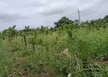 300 ಅಡಿಕೆ ಮರಗಳ ಕಡಿದು ದರ್ಪ ಮೆರೆದ ದುಷ್ಕರ್ಮಿಗಳು !