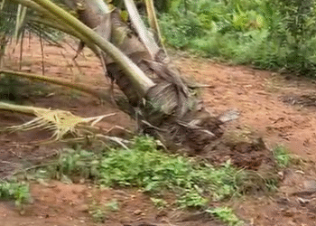 ಕಾಡಾನೆ ದಾಳಿ: ಬೆಳೆ ನಾಶ